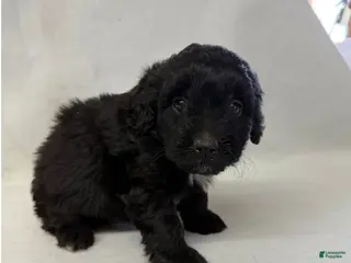 Aussiedoodle dogs for sale: Maisy - Ad 2