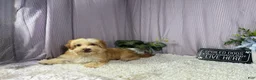 Havapoo dogs for sale: Havapoo 1 - Ad 2