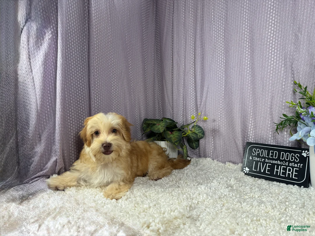 Havapoo dogs for sale: Havapoo 1 - Ad 2