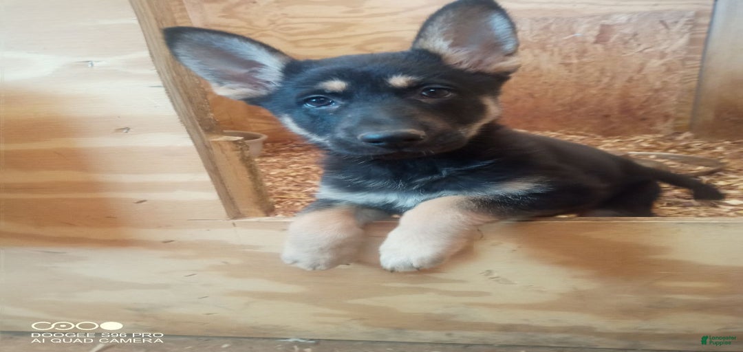 Gallery Image {{count}}