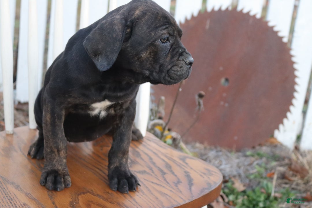 Cane Corso dogs for sale: Brenda - Ad 8