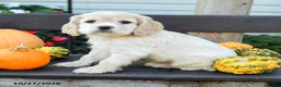 English Cocker Spaniel dogs for sale: Leo - Ad 4