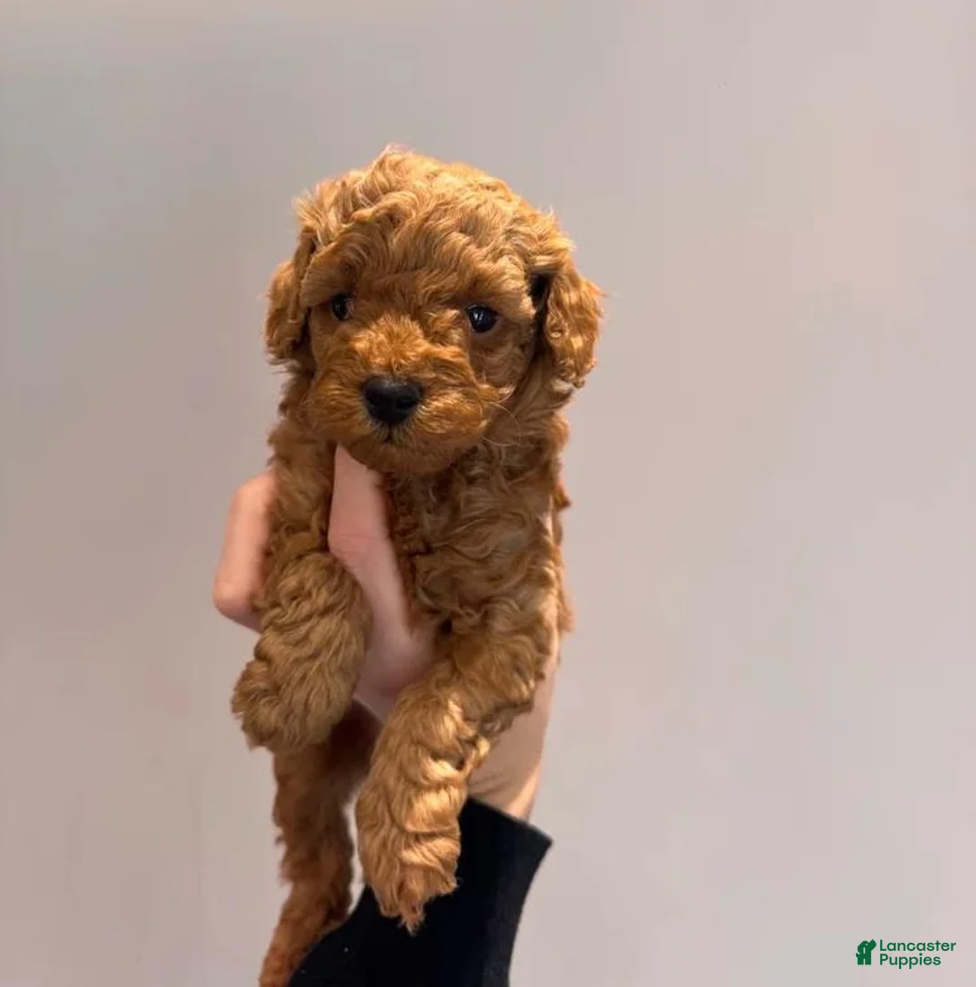 Maltipoo dogs for sale: Maya - Ad 14