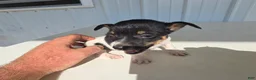 Chihuahua dogs for sale: Piggy - Ad 11