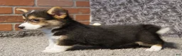 Welsh Corgi Pembroke dogs for sale: Tommy - Ad 3