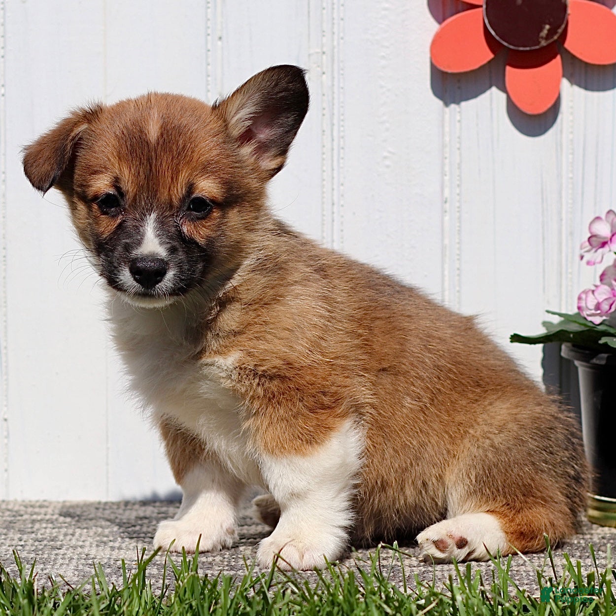 American Corgi dogs Jordan - Ad 2