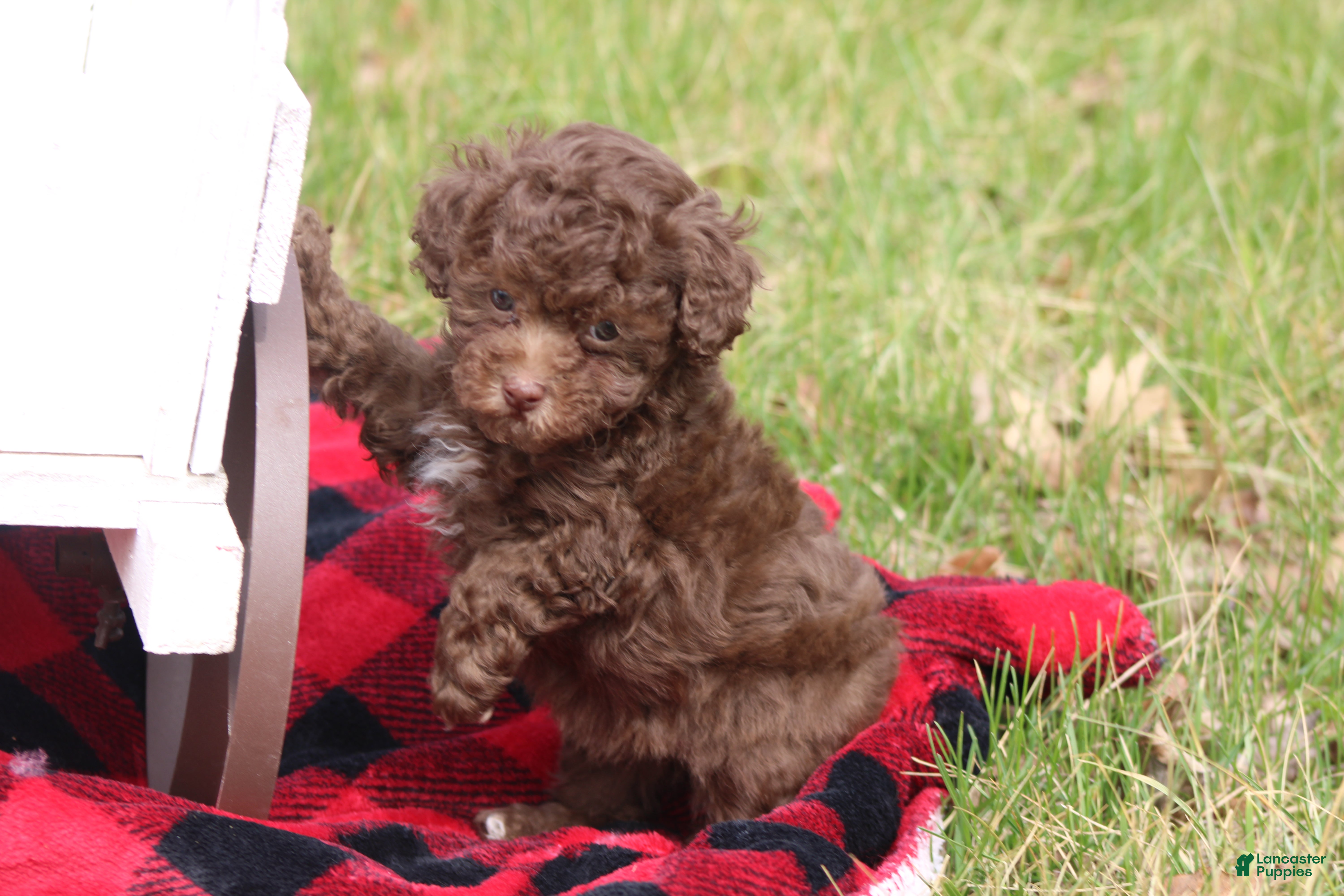 Toy Poodle dogs Lacey - Ad 29