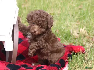 Toy Poodle dogs Lacey - Ad 35
