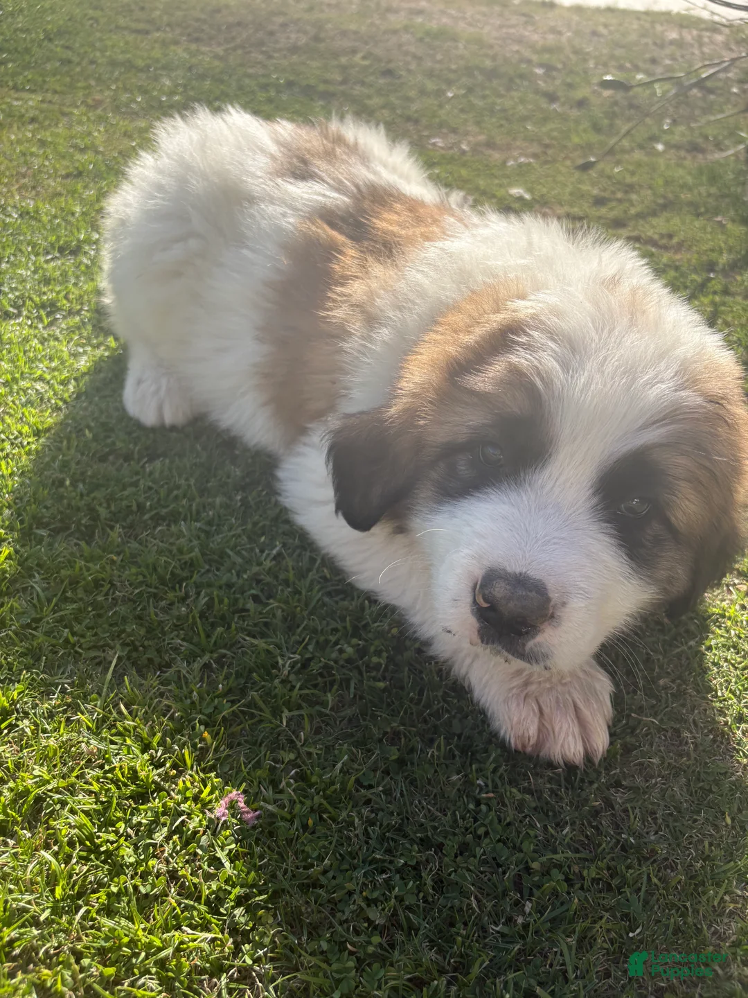 Mixed Breed dogs for sale: Mixed Breed Puppy 2 - Ad 1
