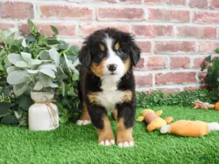 Bernese Mountain Dog dogs Snowflake - Ad 25