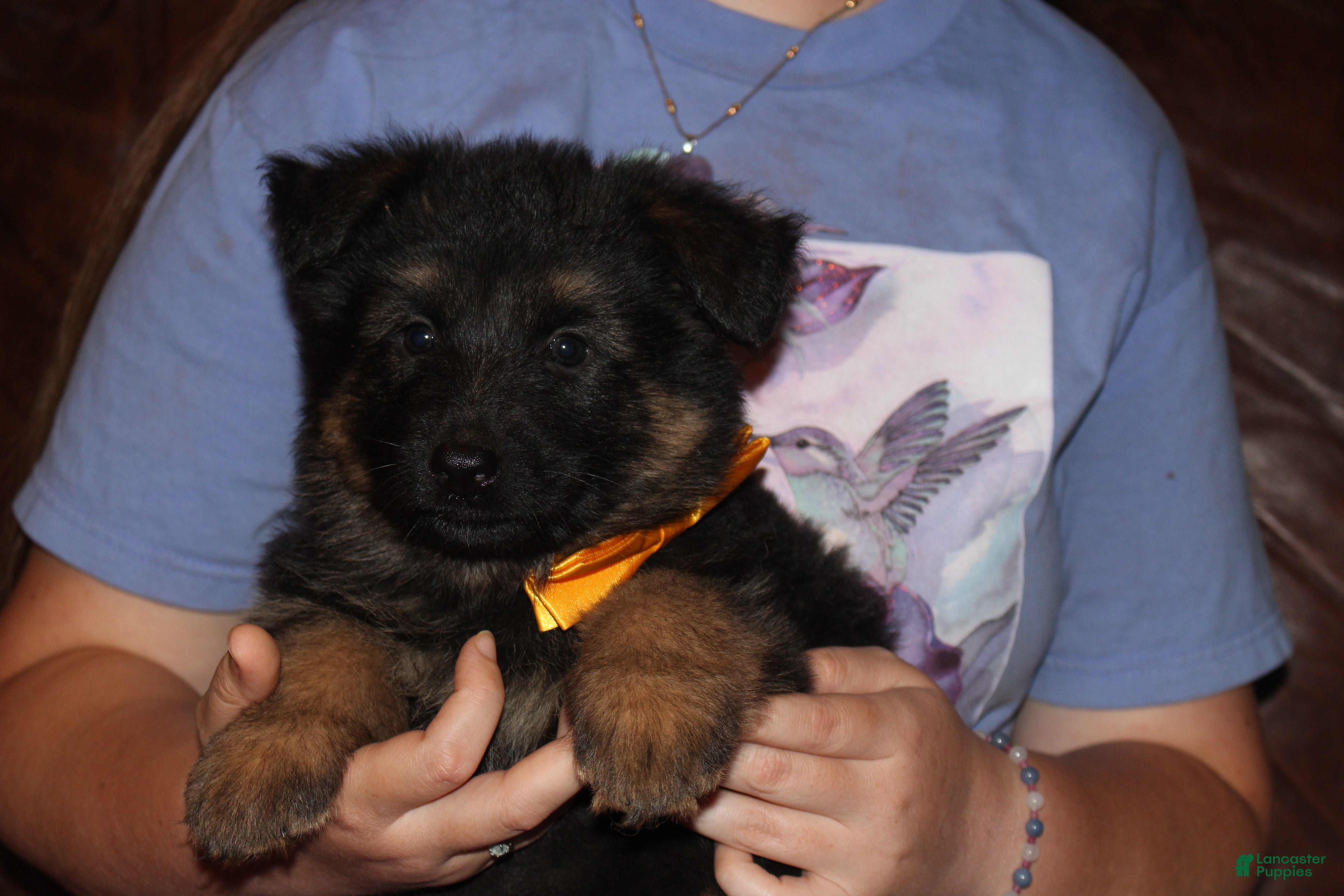 Carla, German Shepherd
