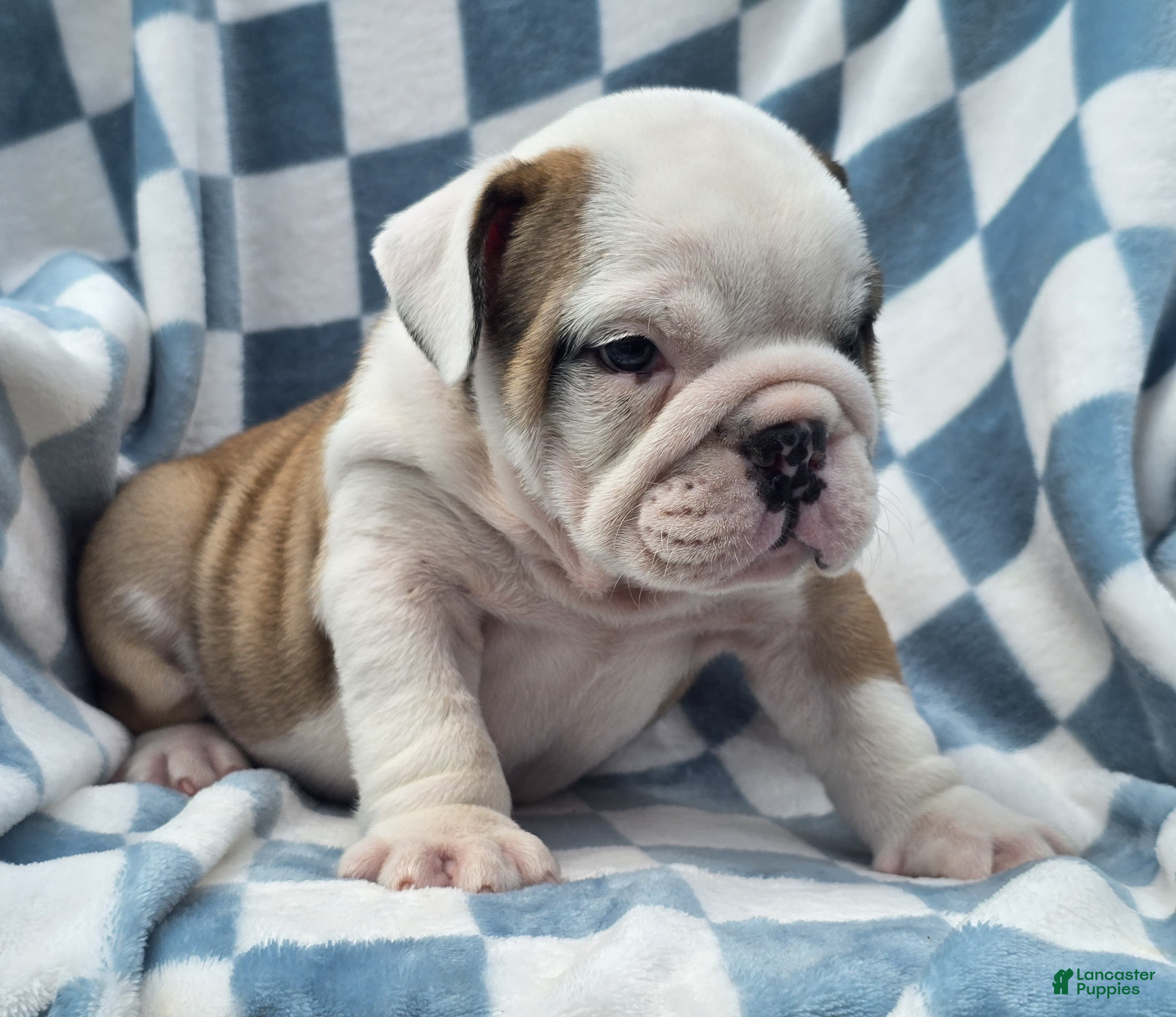 English Bulldog dogs Mario - Ad 2