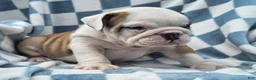 English Bulldog dogs for sale: Mario - Ad 2