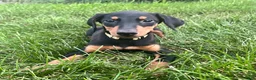 Doberman Pinscher dogs for sale: Yellow Collar  - Ad 2