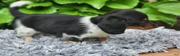 Miniature Dachshund dogs for sale: James - Ad 10