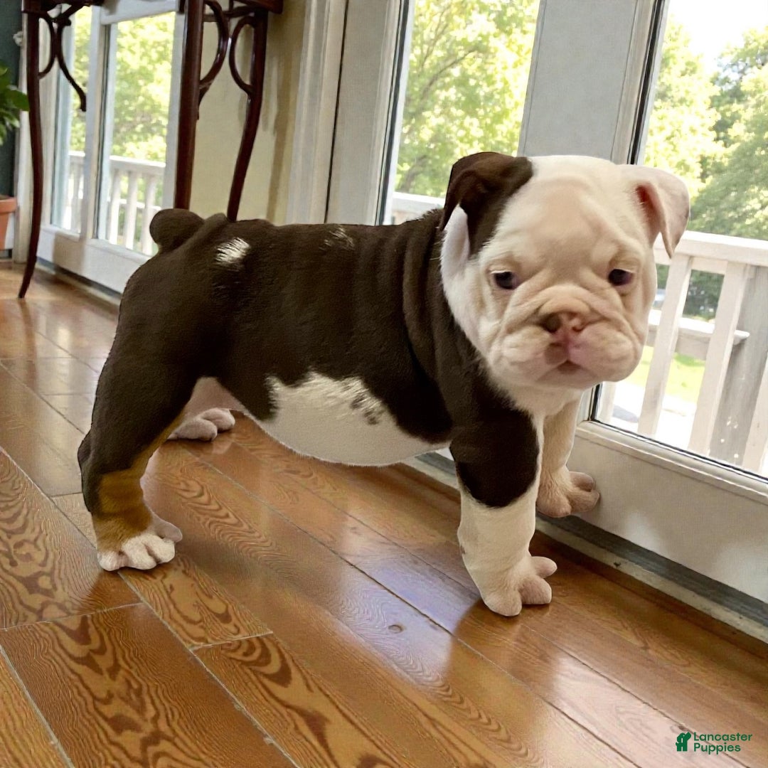English Bulldog dogs for sale: Willow  - Ad 2