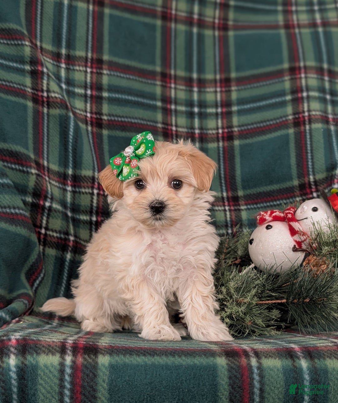 Maltipoo dogs for sale: Cheyanne 7 lbs Full Grown - Ad 1