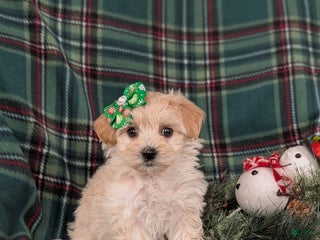Maltipoo dogs Cheyanne 7 lbs Full Grown - Ad 41