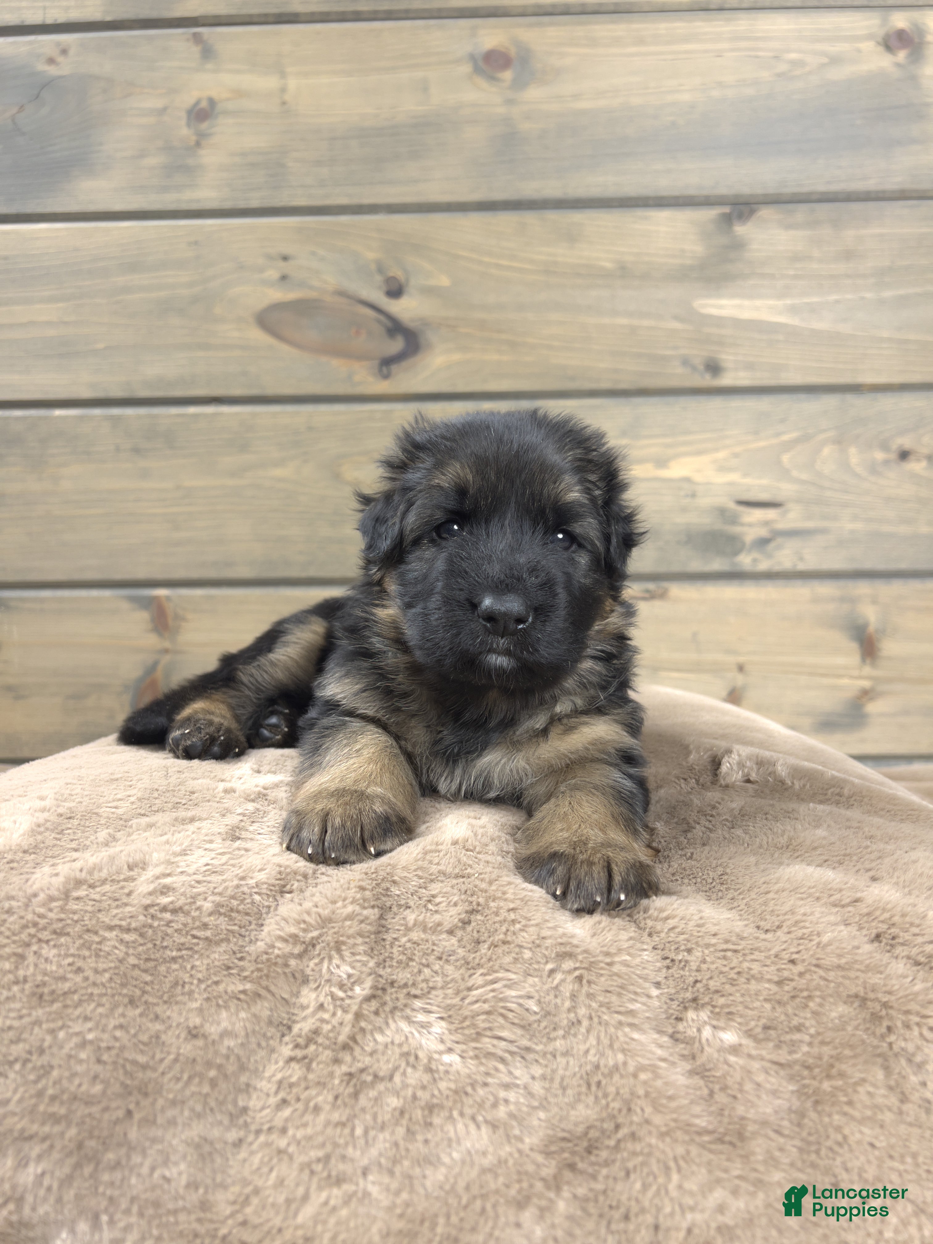 German Shepherd dogs Bell - Ad 41