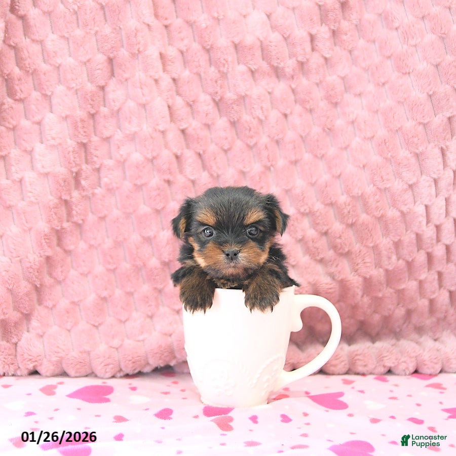 Yorkshire Terrier dogs Bambi EXTRA SMALL - Ad 5