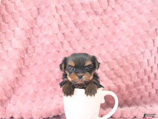 Yorkshire Terrier dogs Bambi EXTRA SMALL - Ad 5