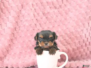 Yorkshire Terrier dogs Bambi EXTRA SMALL - Ad 20