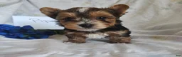 Yorkshire Terrier dogs for sale: Piper - Ad 4