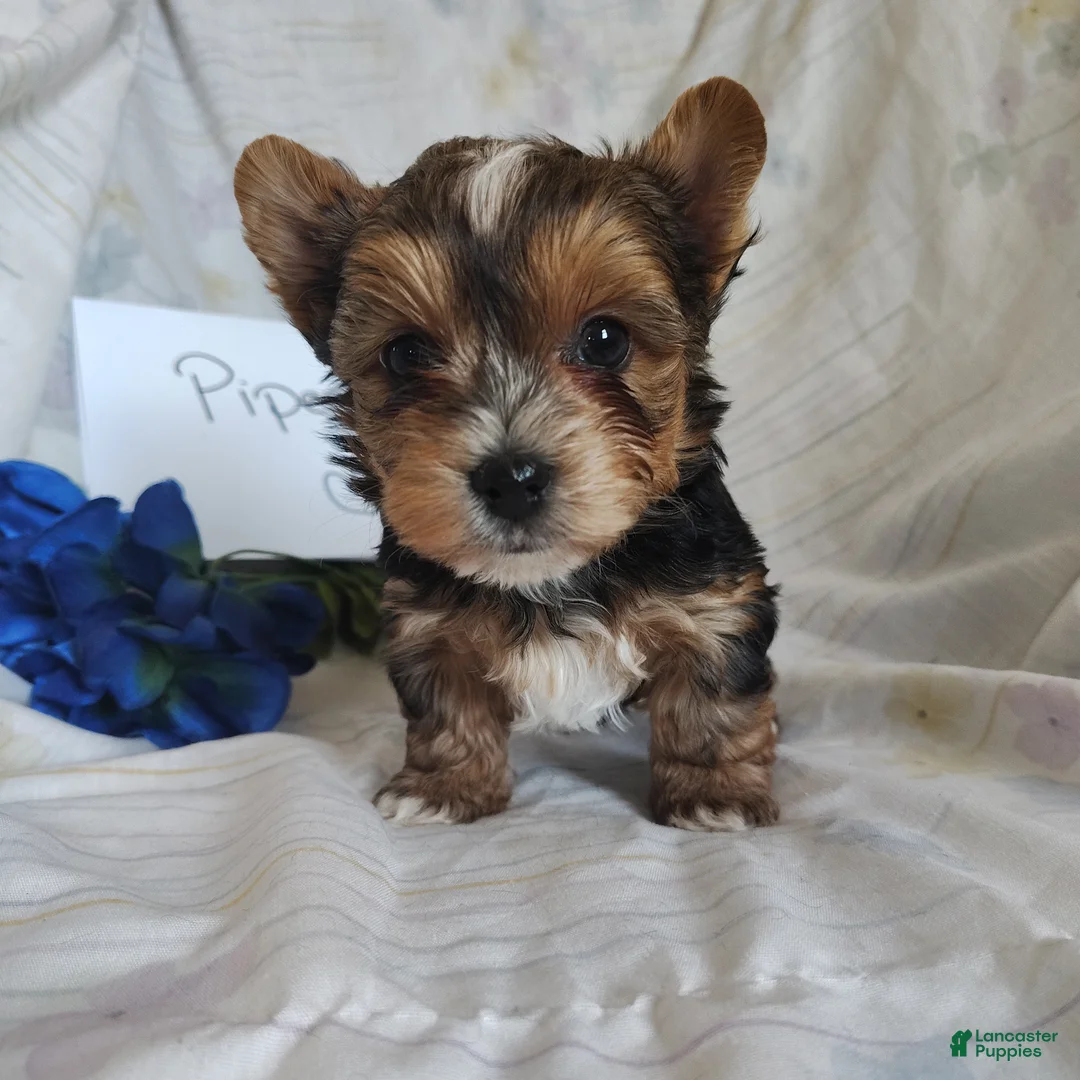Yorkshire Terrier dogs for sale: Piper - Ad 4
