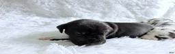 Great Dane dogs for sale: Artemis - Ad 4
