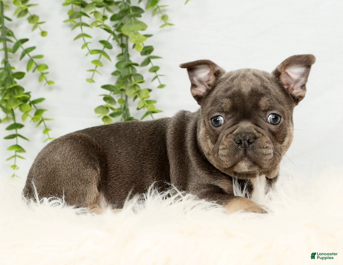 Frenchton dogs Kody - Ad 2