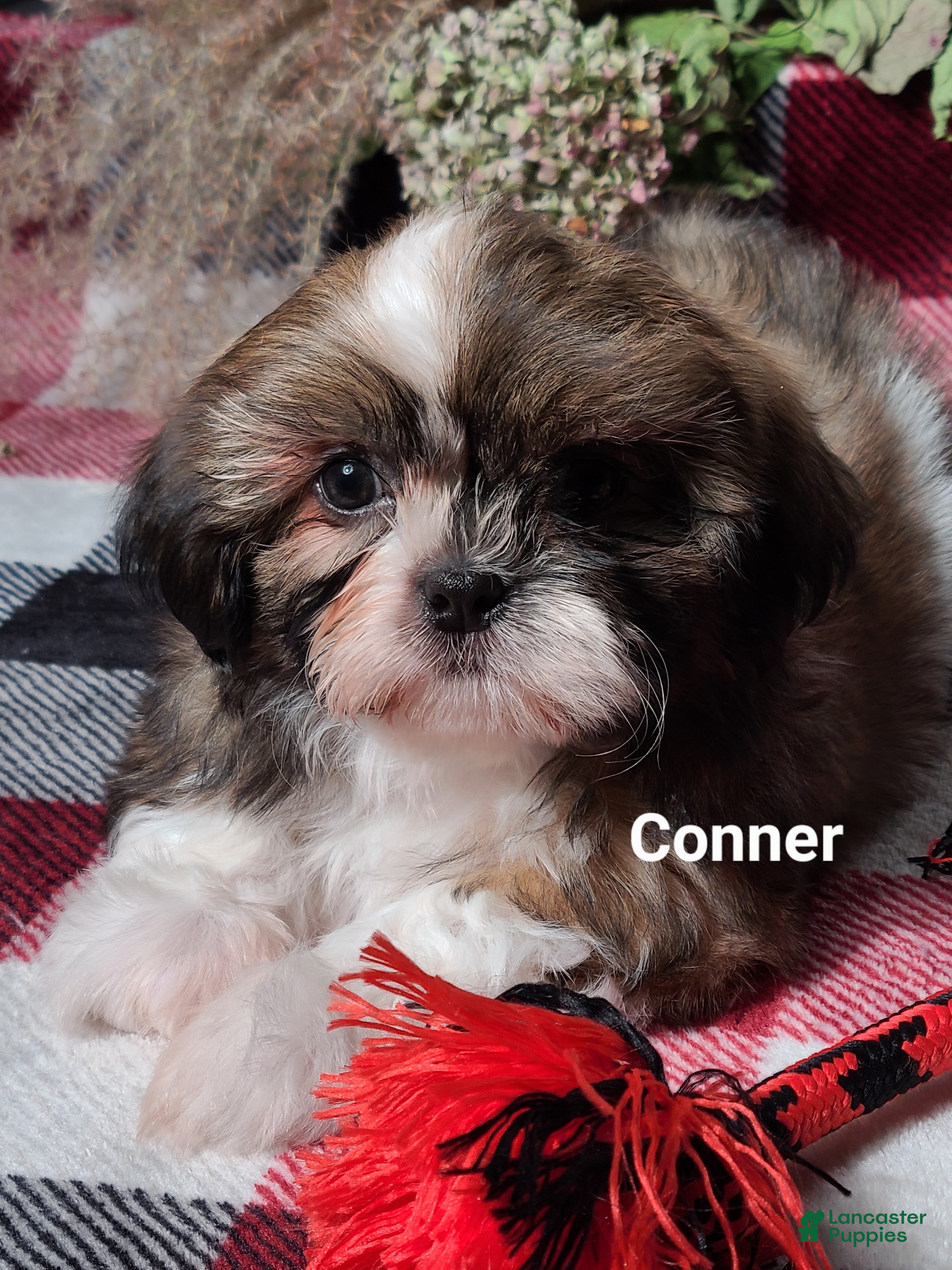 Shih Tzu Puppies for sale in Shippensburg, Pennsylvania