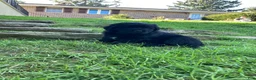 Newfoundland dogs for sale: Olivia - Ad 12