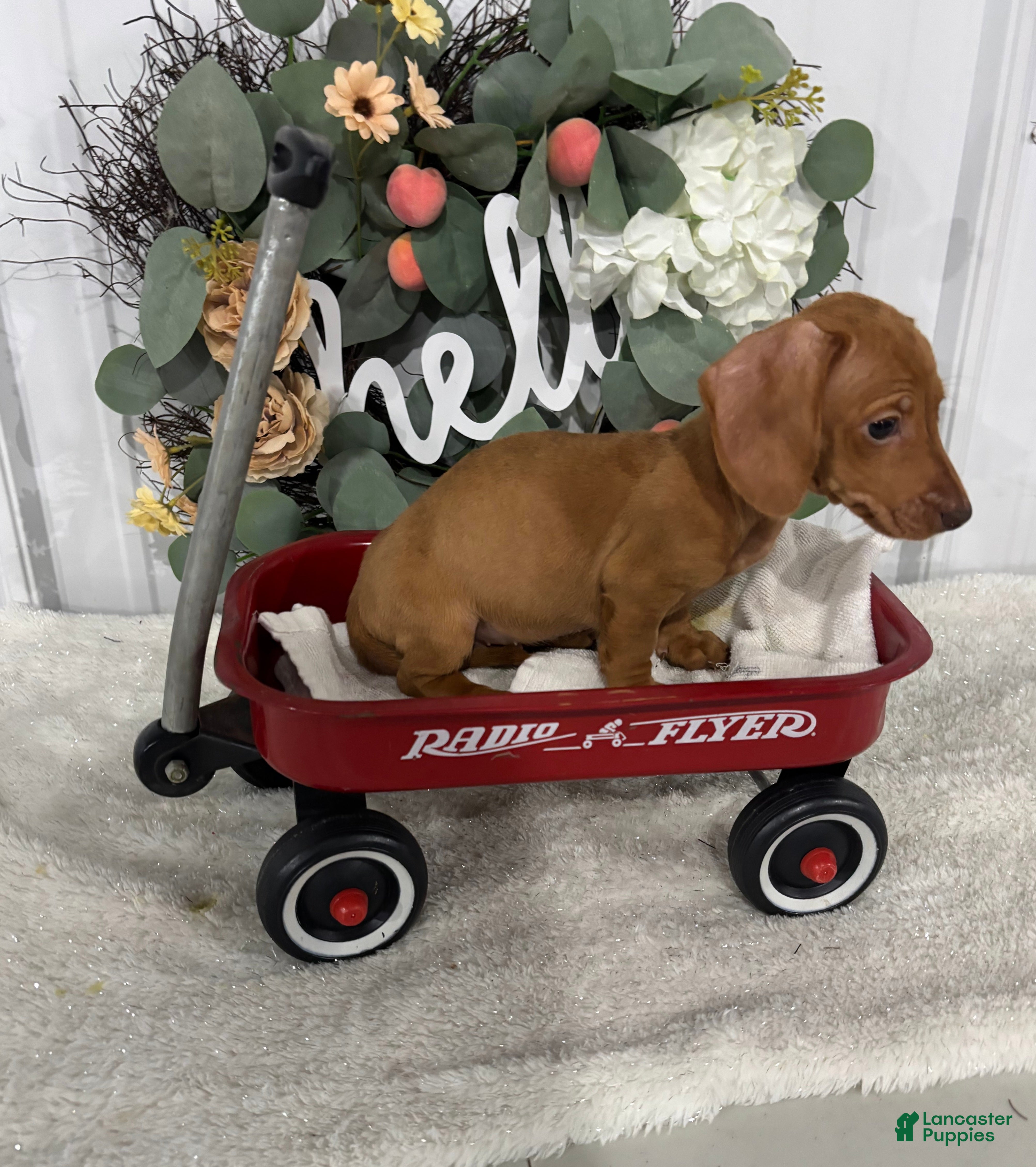 Miniature Dachshund dogs Lebron - Ad 2