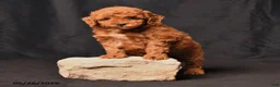 Toy Poodle dogs for sale: Biscuit - Ad 4