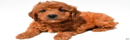 Mini Goldendoodle dogs for sale: Fawn  - Ad 4