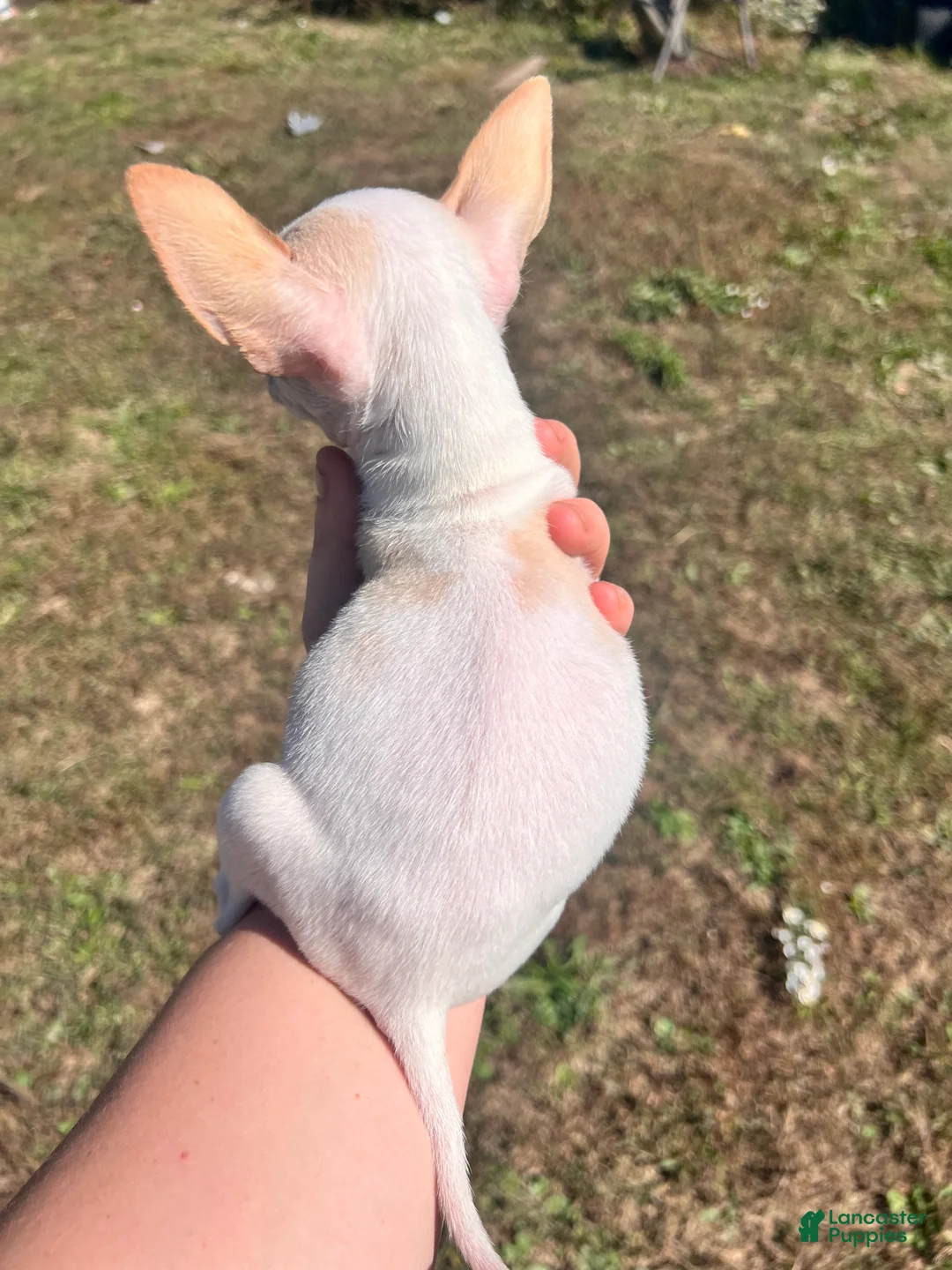 Chihuahua dogs for sale: Chihuahua 1 - Ad 2