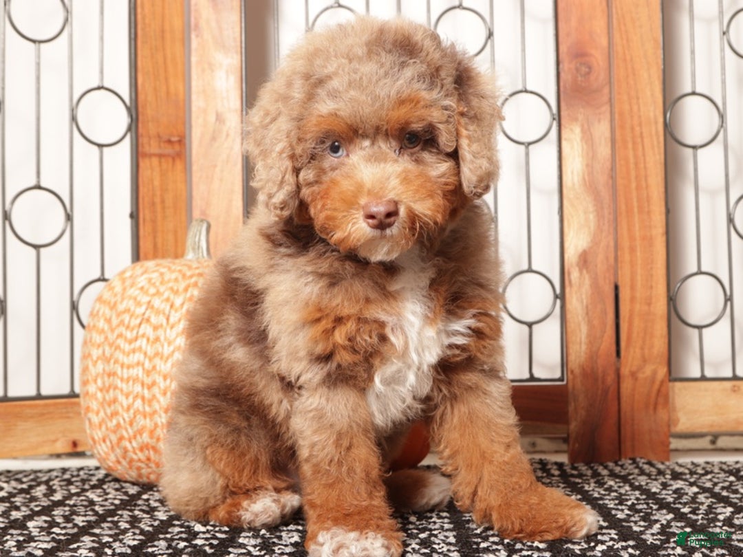 Aussiedoodle dogs for sale: Simba Handsome Male Mini Aussiedoodle  - Ad 4