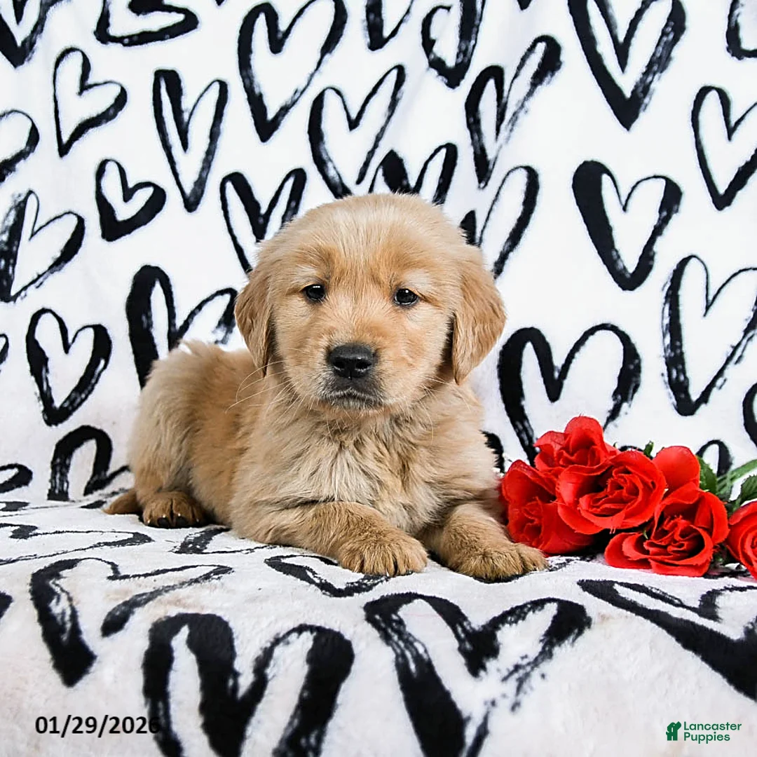 Golden Retriever dogs for sale: Laker - Ad 3