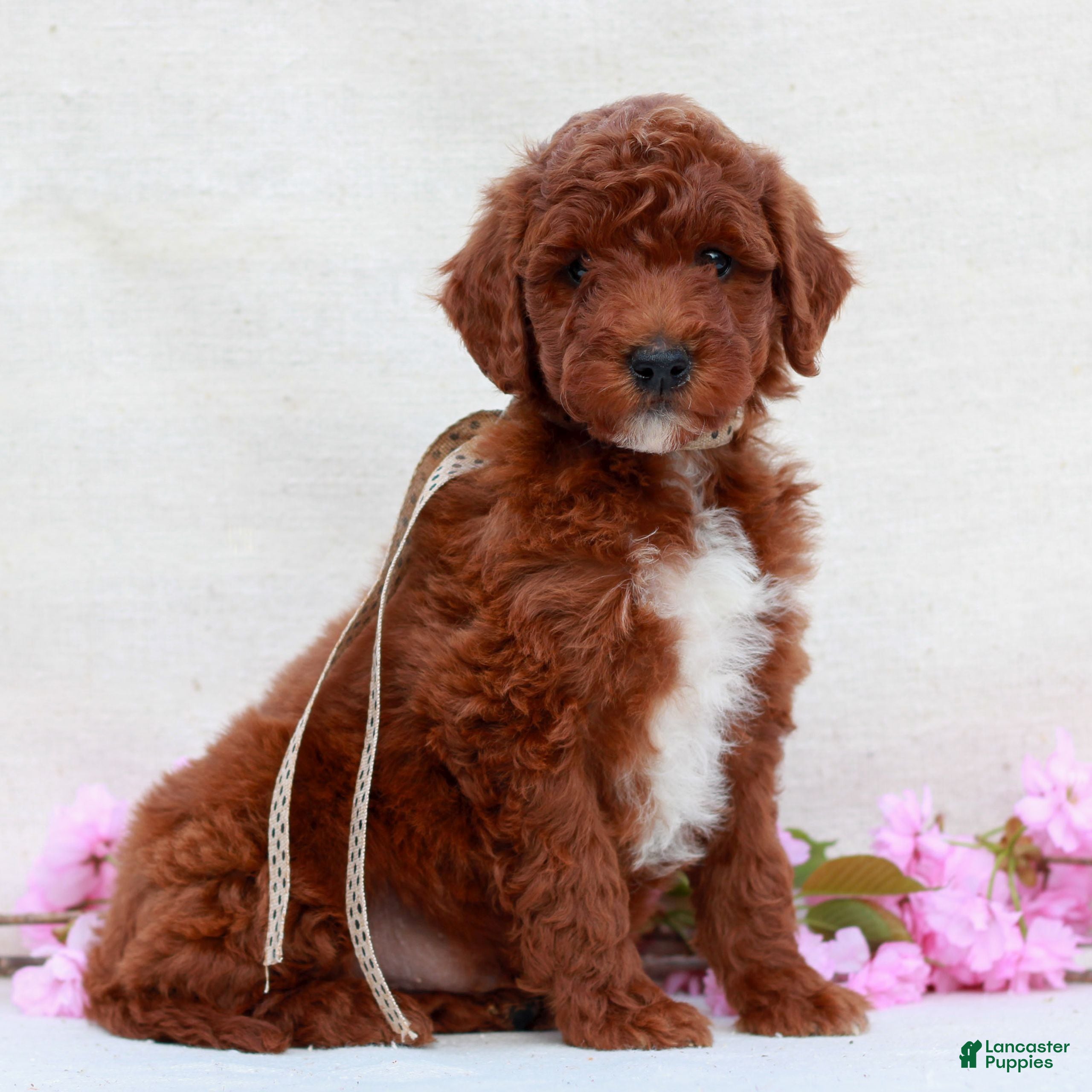 Irish Doodle dogs Banjo  - Ad 1