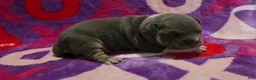 American Bully dogs for sale: Atreus - Ad 4