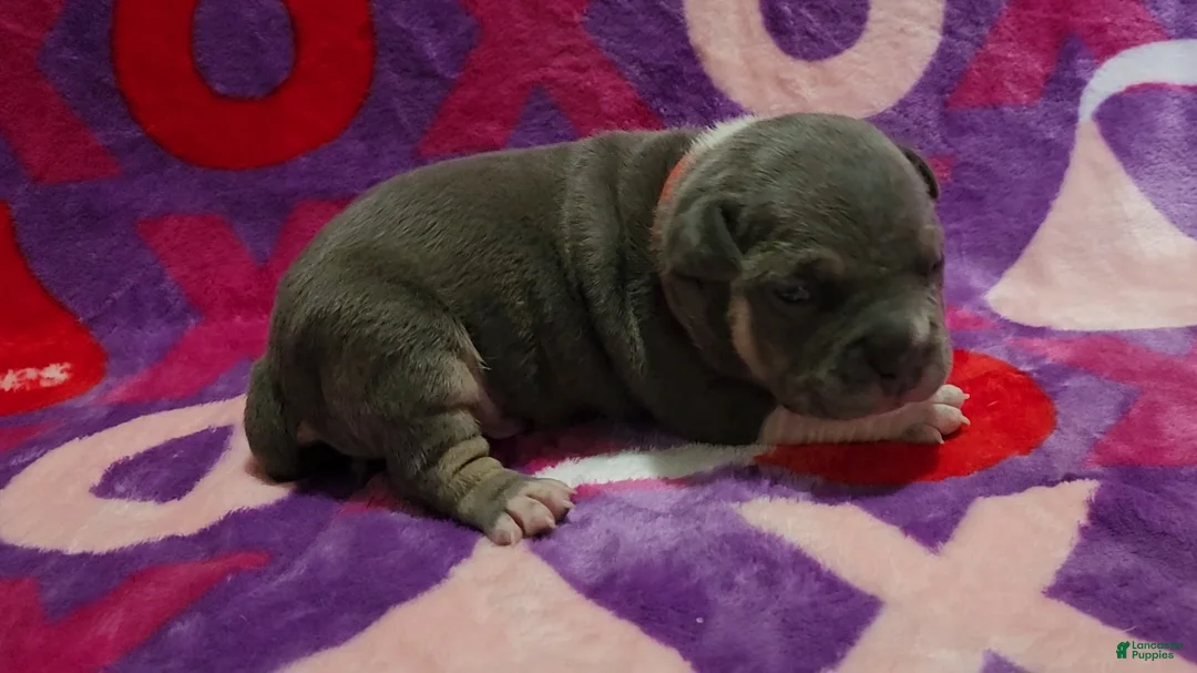 American Bully dogs for sale: Atreus - Ad 4