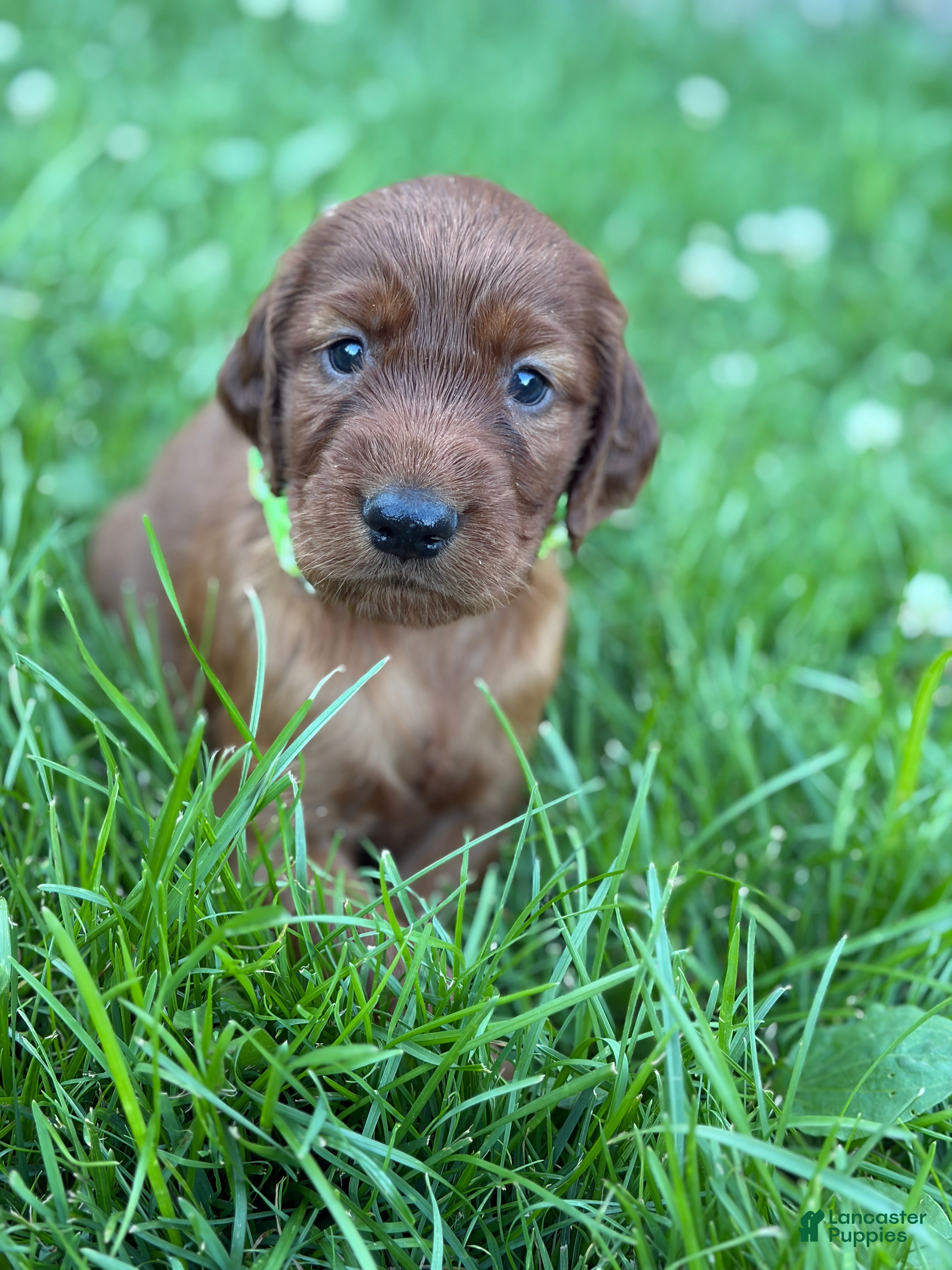 Irish Setter dogs Light green collar  - Ad 33