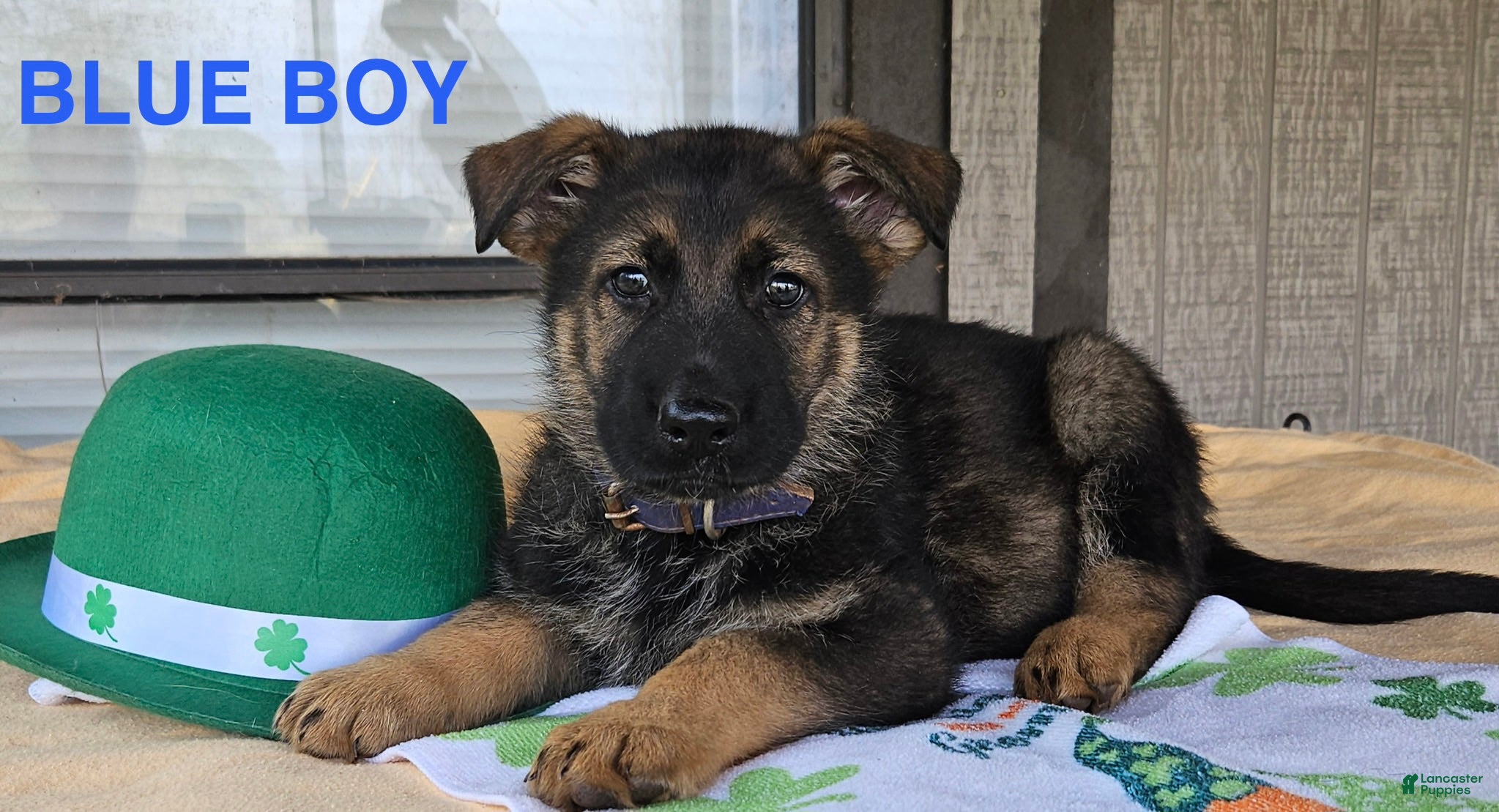 German Shepherd dogs Blue Boy - Ad 1
