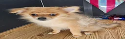 Pomeranian dogs for sale: Pepper's Long Shot - "Archer" - Ad 39