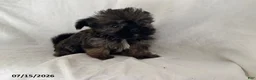 Shorkie dogs for sale: Ellie - Ad 3