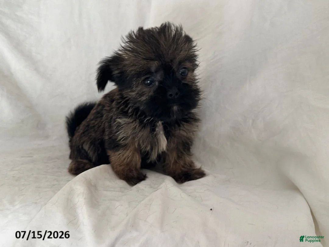 Shorkie dogs for sale: Ellie - Ad 3