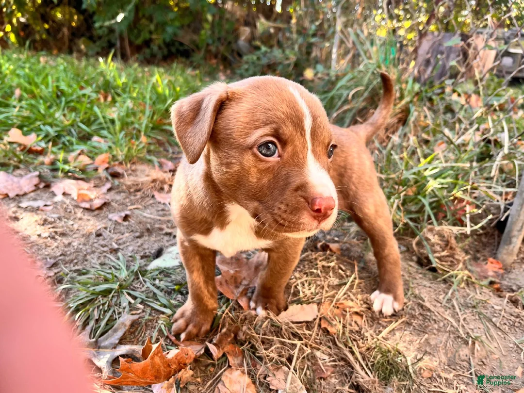 Mixed Breed dogs for sale: Girl 3 - Ad 4