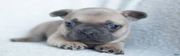 French Bulldog dogs for sale: Penny AKC - Ad 13