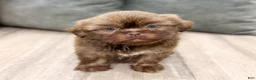Shih Tzu dogs for sale: Fletcher - Ad 5