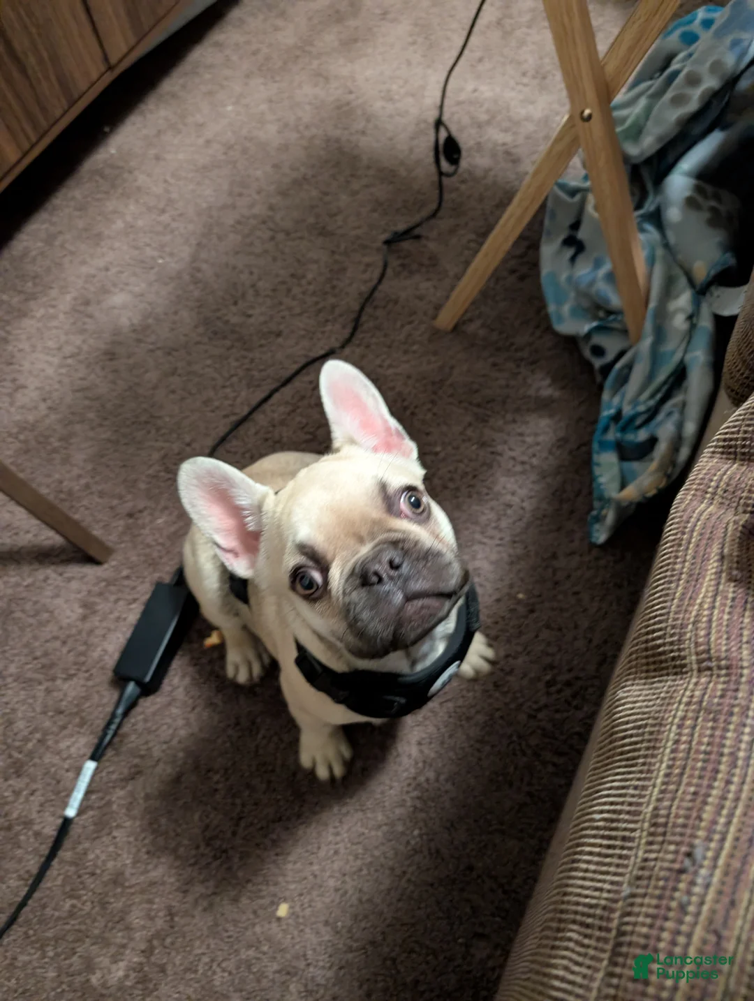 French Bulldog dogs for sale: French Bulldog Puppy 1 - Ad 4